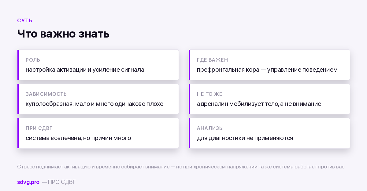 Норадреналин: что это и при чём здесь внимание 3 Норадреналин: что важно знать