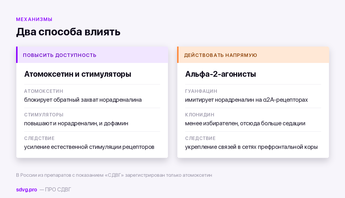 Норадреналин: что это и при чём здесь внимание 4 Как препараты действуют через норадреналин