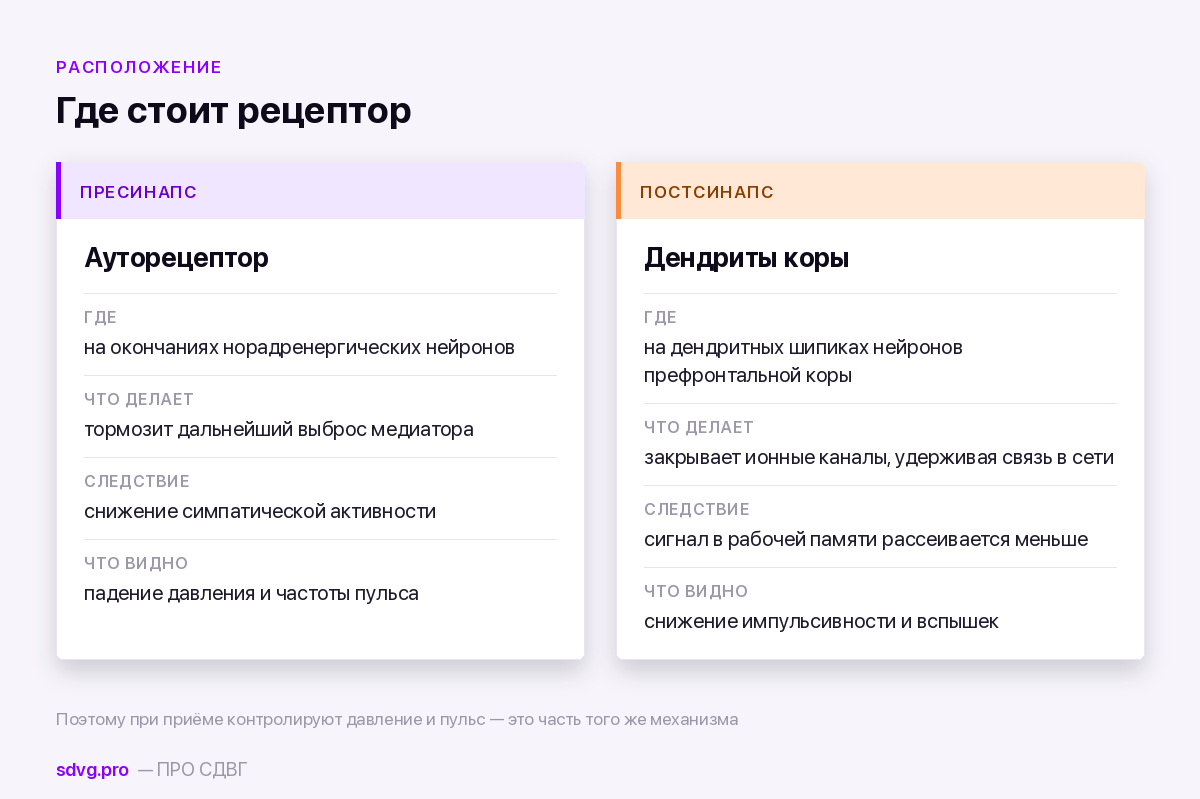 Альфа-2А-адреномиметик: что это за класс препаратов 3 Два расположения рецепторов и два следствия
