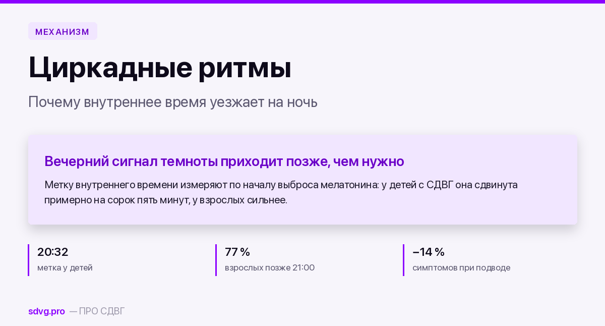Обложка материала о циркадных ритмах при СДВГ